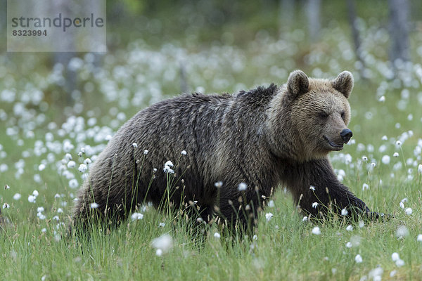 Braunbär (Ursus arctos) im Wollgras