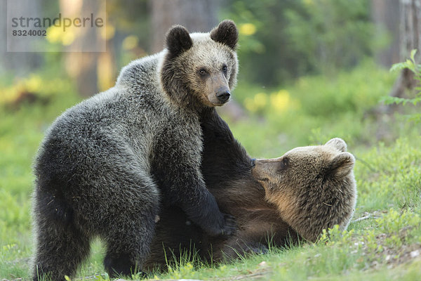 Zwei junge Braunbären (Ursus arctos) raufen