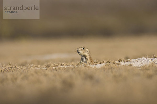 Mexikanischer Präriehund (Cynomys mexicanus)