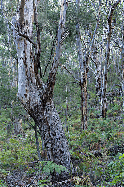 Karribäume (Eucalyptus diversicolor)