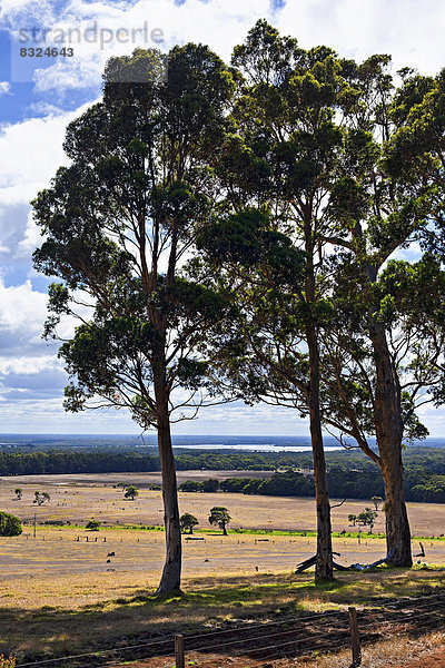Karribäume (Eucalyptus diversicolor) in Landschaft