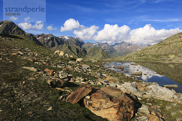 Schafe grasen am Timmelsjoch