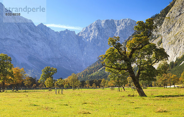 Großer Ahornboden