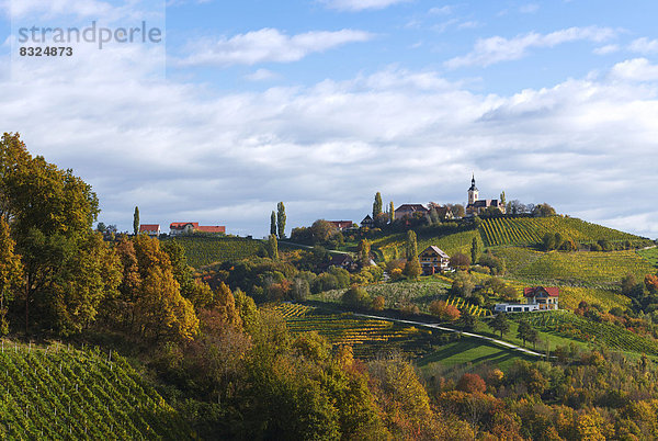 Herbst Weinberg