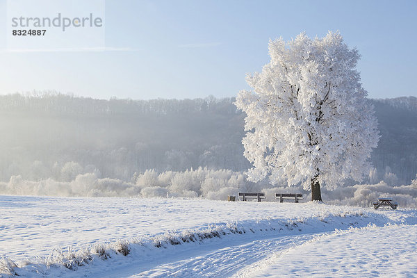 Winterlandschaft mit Baum und Bänken am Elbufer