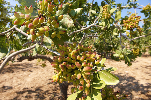 Pistazien (Pistacia vera)  Steinfrüchte am Baum