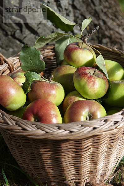 Frisch geerntete Bio-Äpfel in einem Korb
