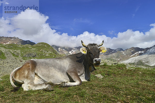 Tiroler Grauvieh auf der Timmelsalm