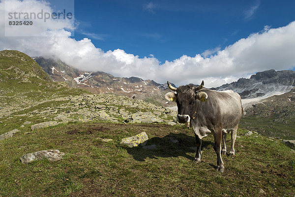 Tiroler Grauvieh auf der Timmelsalm