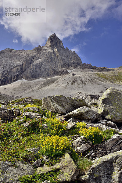 Im Vordergrund Fetthennen-Steinbrech (Saxifraga aizoides)  dahinter Pflerscher Tribulaun  Goldkappl und Pflerscher Scharte