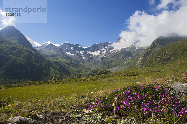 Seewertal  im Vordergrund Heidekraut (Calluna vulgaris)