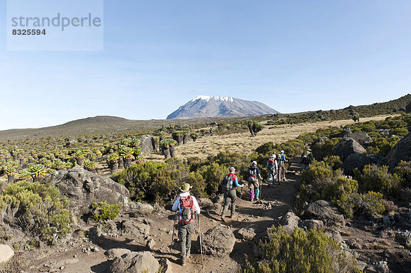 Wandergruppe und Riesen-Greiskräuter  Riesensenezien  Schopfbäume (Dendrosenecio kilimanjari)  Marangu-Route