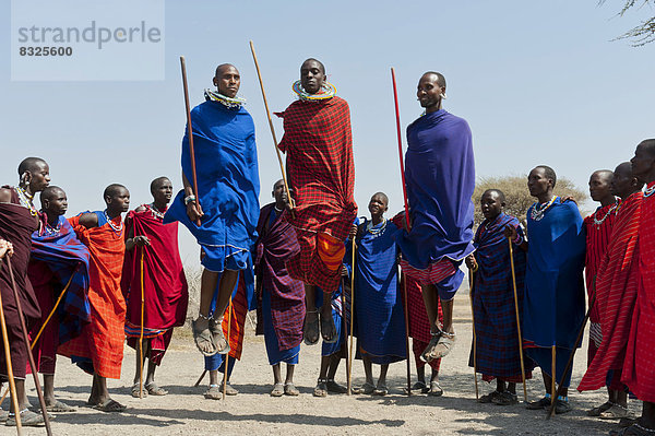 Massai  Gruppe von Männern und Frauen beim Tanz  drei Männer springen