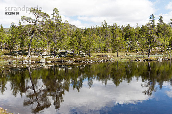 Kiefern (Pinus sylvestris) am Ufer mit Spiegelung im Djupsjøen See