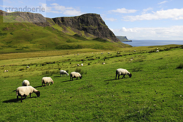 Scottish Blackface (Ovis orientalis aries) Schafe weiden auf grünen Wiesen vor der Steilküste der Isle of Skye