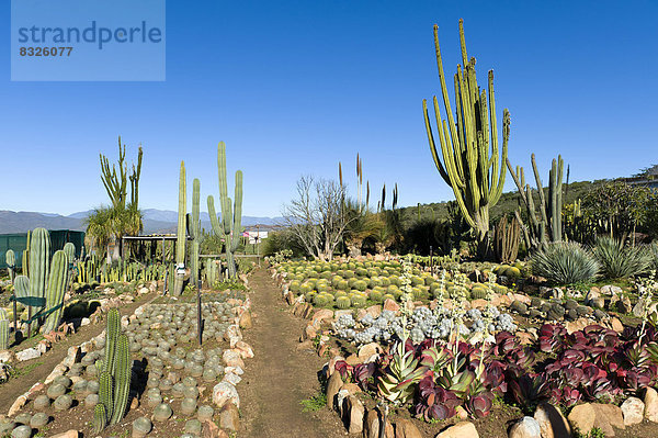 Cactus nursery