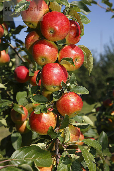 'Äpfel am Apfelbaum  Apfelsorte ''Gerlinde'' (Malus domestica 'Gerlinde')'