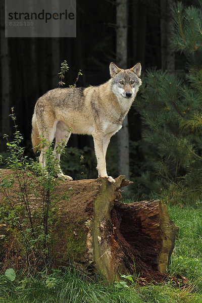 Wolf (Canis lupus)  captive