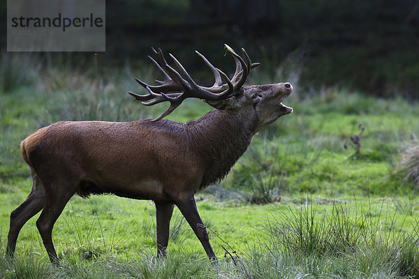 Röhrender Rothirsch (Cervus elaphus) zur Brunftzeit