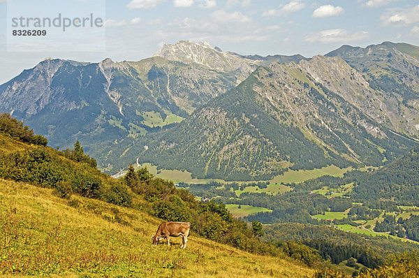 Milchkuh in Almlandschaft am Fellhorn  dahinter das Nebelhorn  2224m