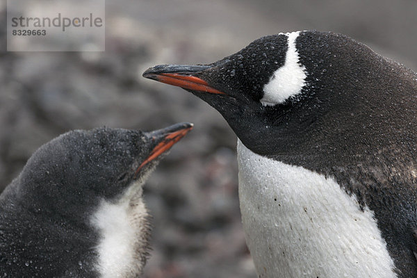 hoch  oben  nahe  jung  Eselspinguin  Pygoscelis papua  Pinguin