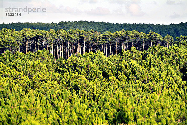 Kiefer  Pinus sylvestris  Kiefern  Föhren  Pinie  Nadelbaum  Wald  Geographie