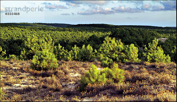 Kiefer  Pinus sylvestris  Kiefern  Föhren  Pinie  Nadelbaum  Baum  Landschaft  Wachstum  Wald  Sand  jung  Geographie