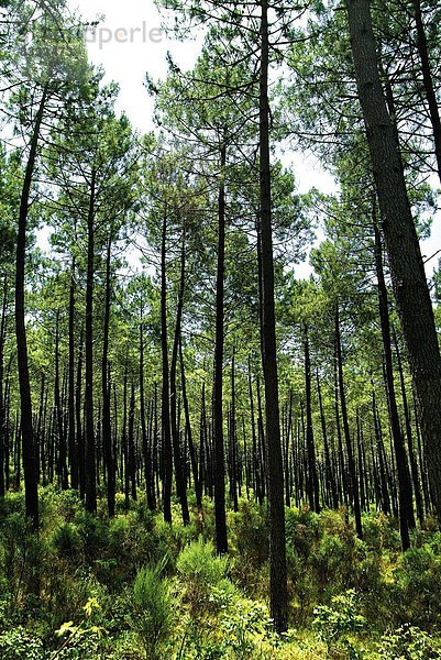 Kiefer  Pinus sylvestris  Kiefern  Föhren  Pinie  Nadelbaum  Wald  Geographie  Dickicht