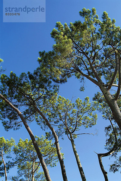Kiefer  Pinus sylvestris  Kiefern  Föhren  Pinie  Nadelbaum  Himmel  Wald  Hintergrund  blau  Geographie