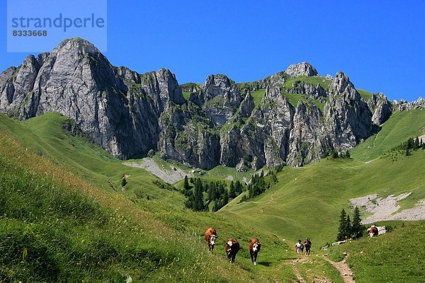 Feuerwehr  hoch  oben  Berg  Sommer  Himmel  Rind  wandern  blau  Wiese  Haute-Savoie