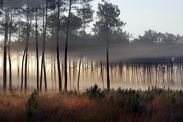 Feuerwehr  Morgen  Sonnenaufgang  Wald  Nebel  Kiefer  Pinus sylvestris  Kiefern  Föhren  Pinie  jung  See-Kiefer  Pinus pinaster  40  Dickicht