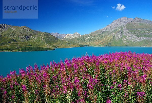 über  Tal  Pflanze  pink  Fokus auf den Vordergrund  Fokus auf dem Vordergrund  herzförmig  Herz  Bergmassiv