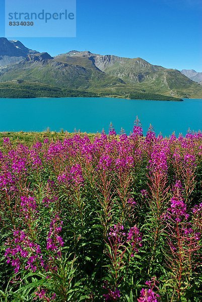 über  Tal  Pflanze  pink  Fokus auf den Vordergrund  Fokus auf dem Vordergrund  herzförmig  Herz  Bergmassiv