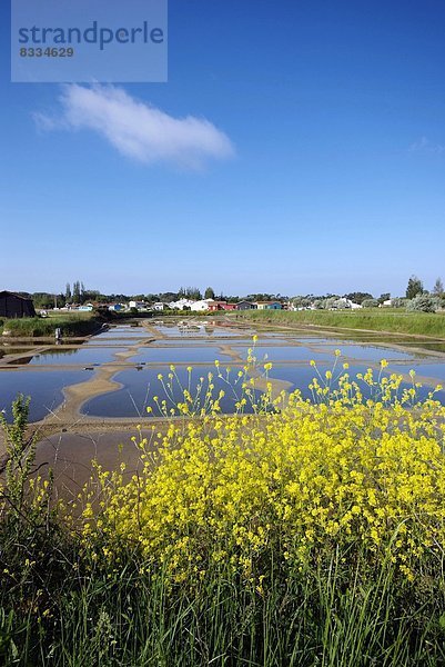 Ehrfurcht  Dorf  Insel  Sumpf