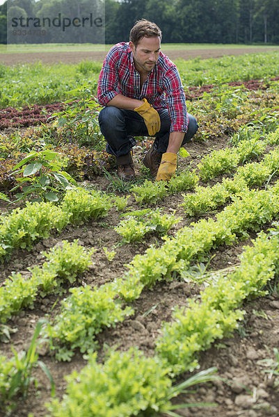 Ein Mann auf einem Feld mit kleinen Salatpflanzen  die in Furchen wachsen.