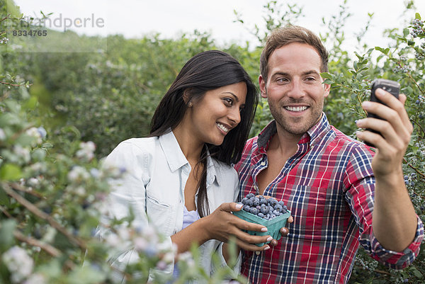 Heidelbeerpflanzen tragen Früchte. Zwei Personen zwischen den Büschen  die sich mit einem Smartphone ein Selfy nehmen.
