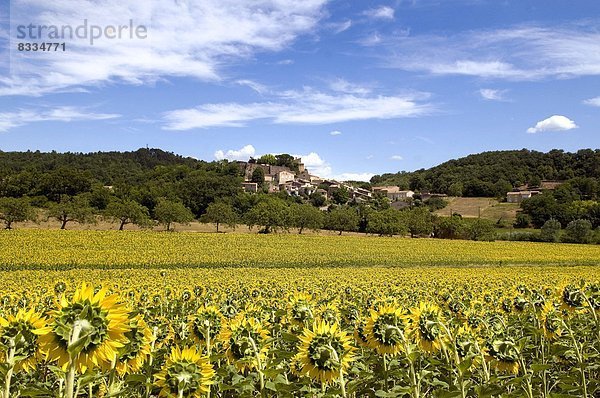 Feuerwehr  Dorf  Feld  Sonnenblume  helianthus annuus