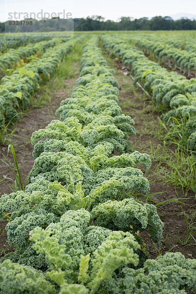 Reihen von lockig-grünen Gemüsepflanzen  die auf einem Biobauernhof wachsen.