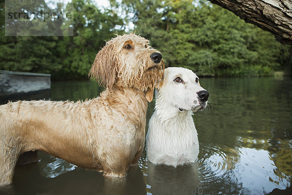 Ein goldener Labradoodle und ein kleiner weißer Mischlingshund stehen im Wasser und schauen erwartungsvoll auf.