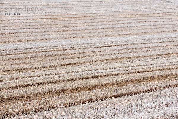 Stoppeln in einem Weizenfeld in der Prärie von Palouse im Bundesstaat Washington.