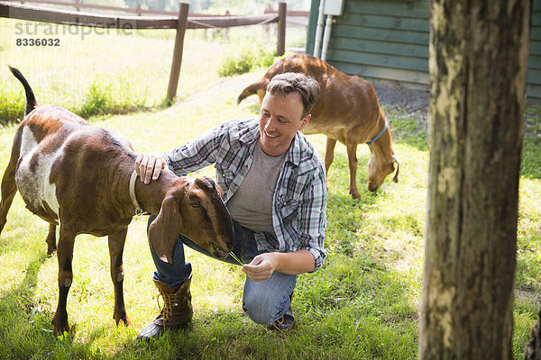 Ein Bio-Bauernhof in den Catskills. Ein Mann in einer Koppel mit zwei großen Ziegen.