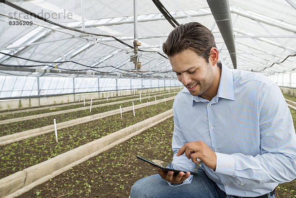 Ein kommerzielles Gewächshaus in einer Gärtnerei  die biologische Blumen anbaut. Ein Mann hält ein digitales Tablett in der Hand.