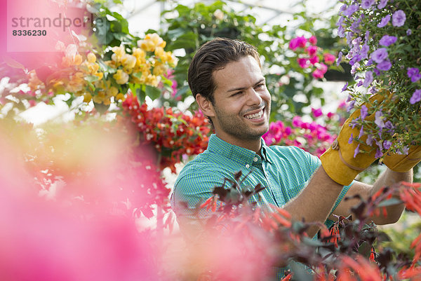 Ein kommerzielles Gewächshaus in einer Gärtnerei  die biologische Blumen anbaut. Ein Mann  der Blumen bearbeitet  kontrolliert und pflegt.