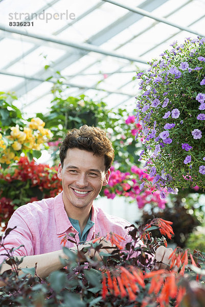 Ein kommerzielles Gewächshaus in einer Gärtnerei  die biologische Blumen anbaut. Ein Mann arbeitet  kontrolliert und pflegt Blumen.