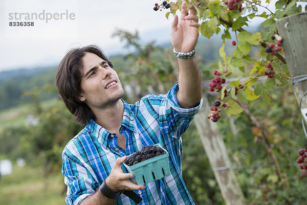 Ein junger Mann pflückt Brombeerfrüchte auf einer Bio-Fruchtfarm.