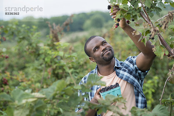 Pflücken von Brombeerfrüchten auf einem Bio-Bauernhof. Ein Mann greift hoch  um Beeren zu pflücken.