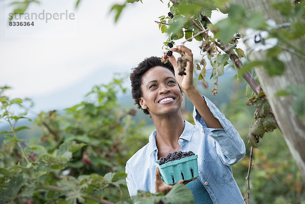 Eine Frau greift hoch  um Beeren von einem Brombeerstrauch auf einer Bio-Obstfarm zu pflücken.