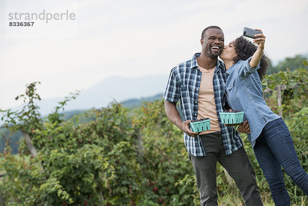 Pflücken von Brombeerfrüchten auf einem Bio-Bauernhof. Ein Paar  das sich mit einem Smartphone ein Selbstbedienungsgerät nimmt und Früchte pflückt.