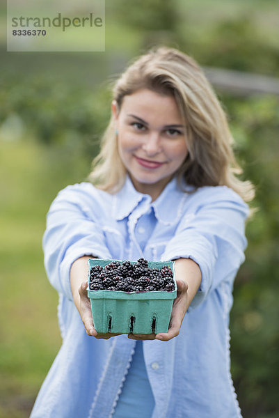 Pflücken von Brombeerfrüchten auf einem Bio-Bauernhof. Eine Frau hält ein volles Körbchen mit Hochglanzbeeren in der Hand.