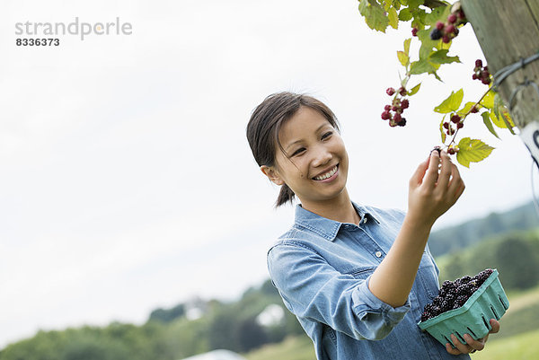 Eine Frau greift hoch  um Beeren von einem Brombeerstrauch auf einer Bio-Obstfarm zu pflücken.